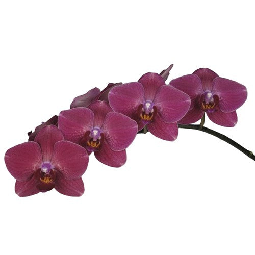 Phalaenopsis Orchid | Promise Montreux | 