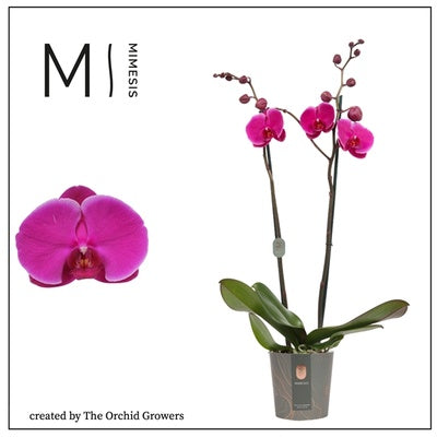 Phalaenopsis Orchid | Joyride