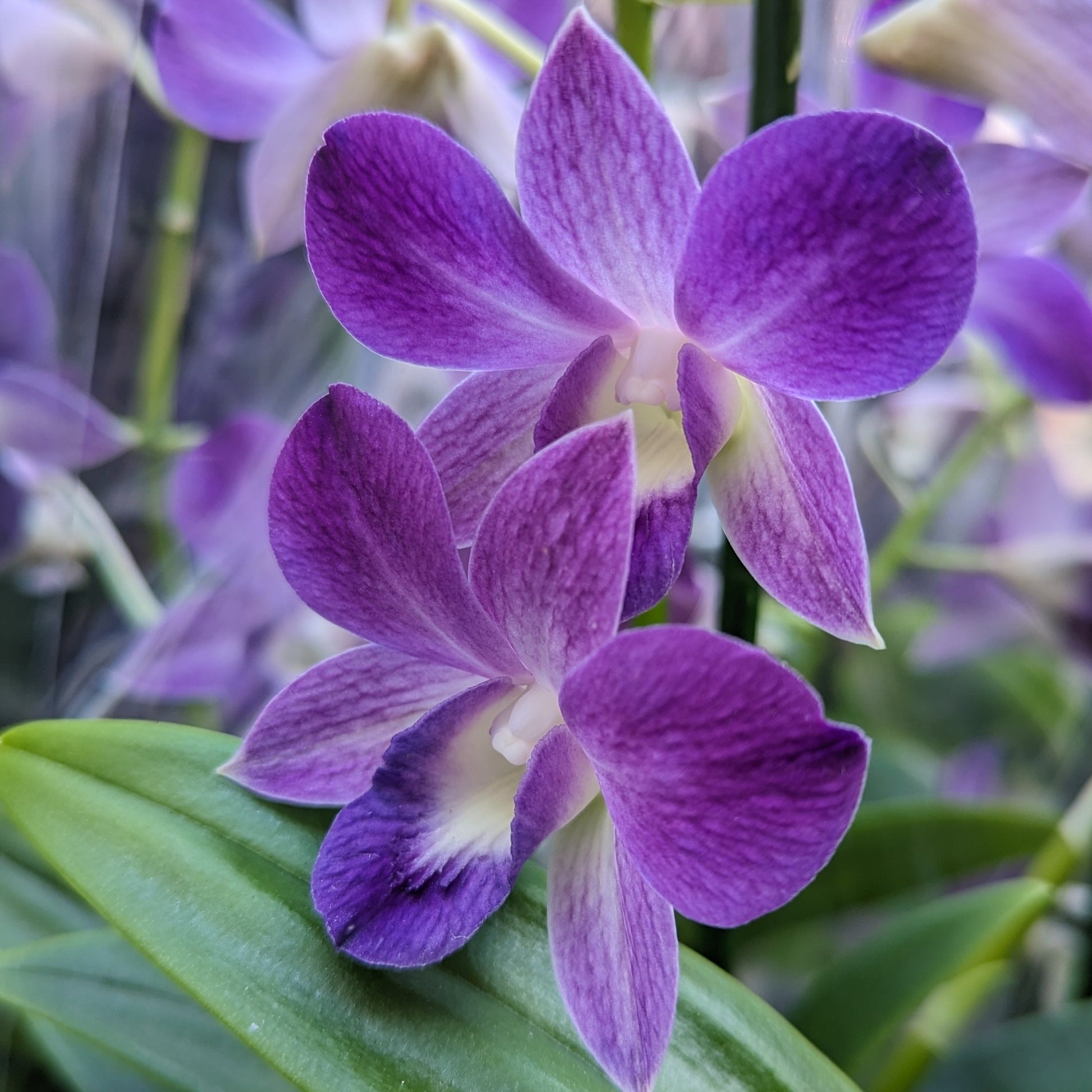 Singapore Orchid | Various Colours