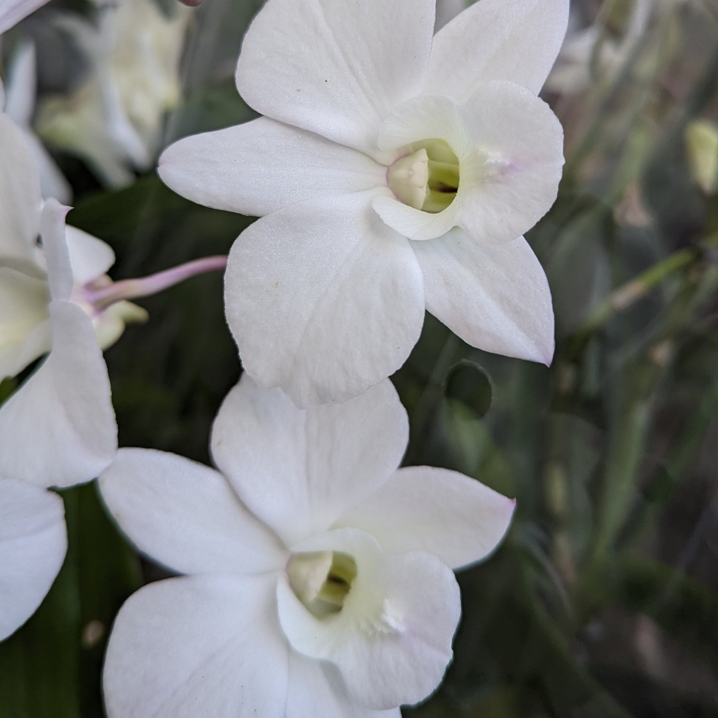 Singapore Orchid | Various Colours