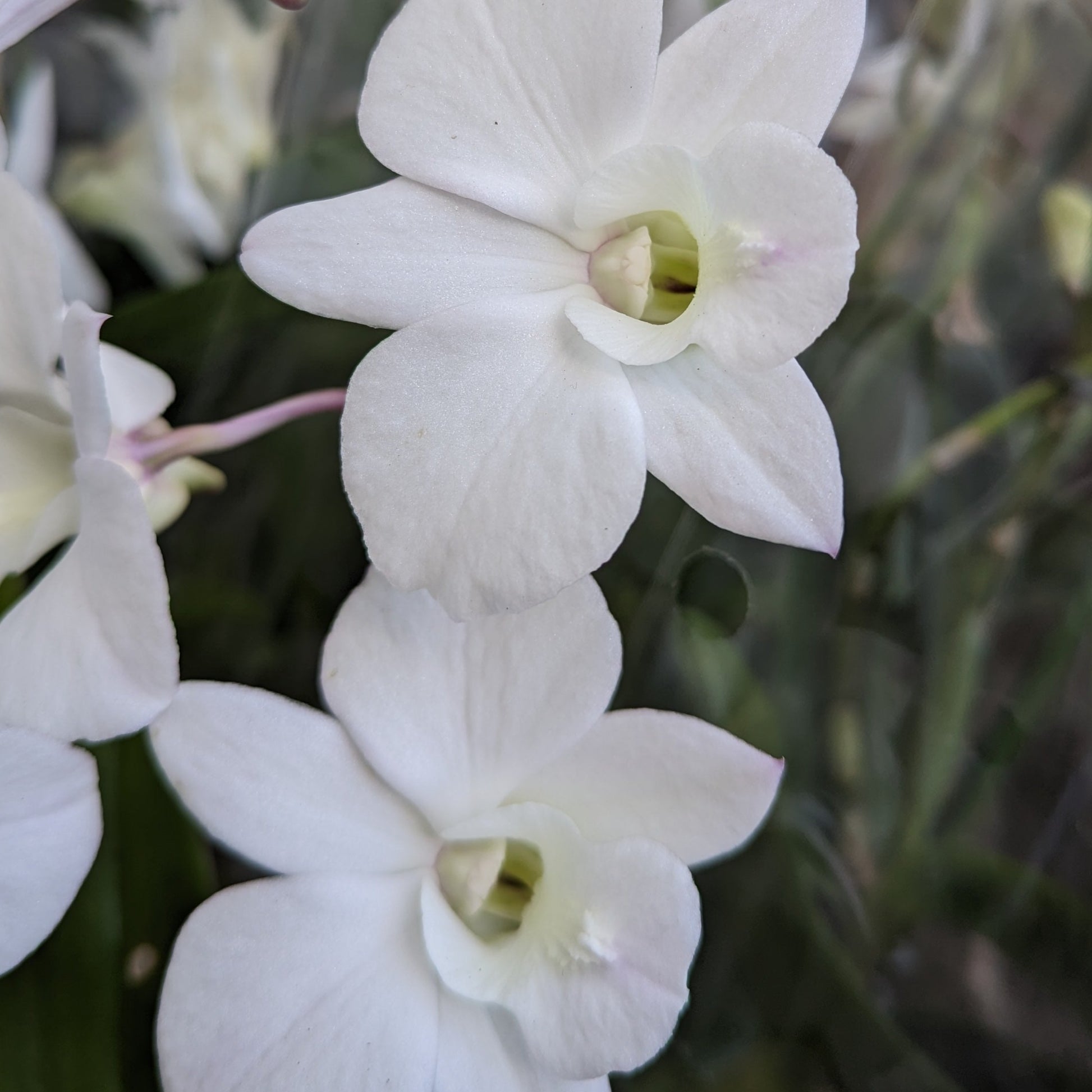 Singapore Orchid | Various Colours