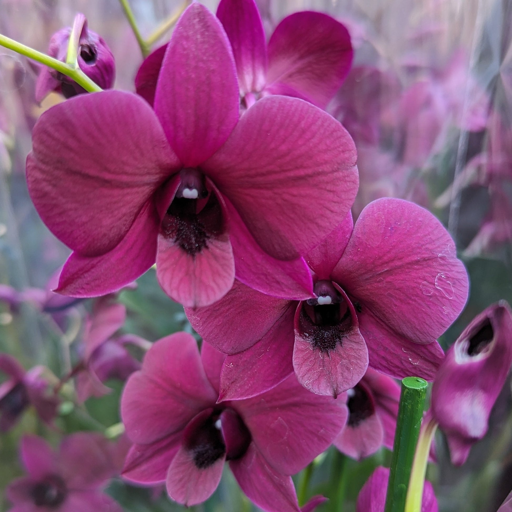 Singapore Orchid | Various Colours
