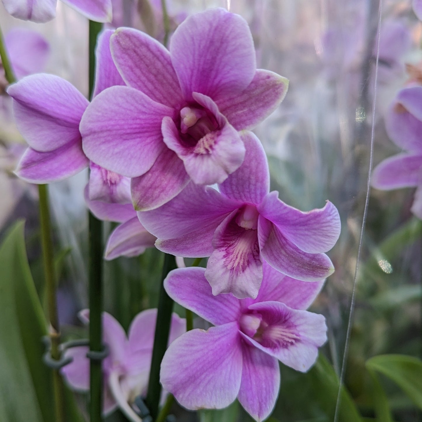 Singapore Orchid | Various Colours