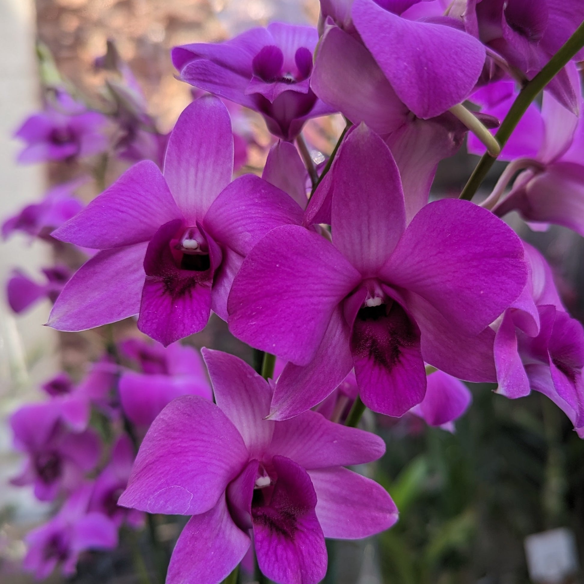 Singapore Orchid | Various Colours