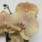 Phalaenopsis Orchid | Peach