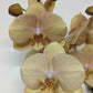 Phalaenopsis Orchid | Peach