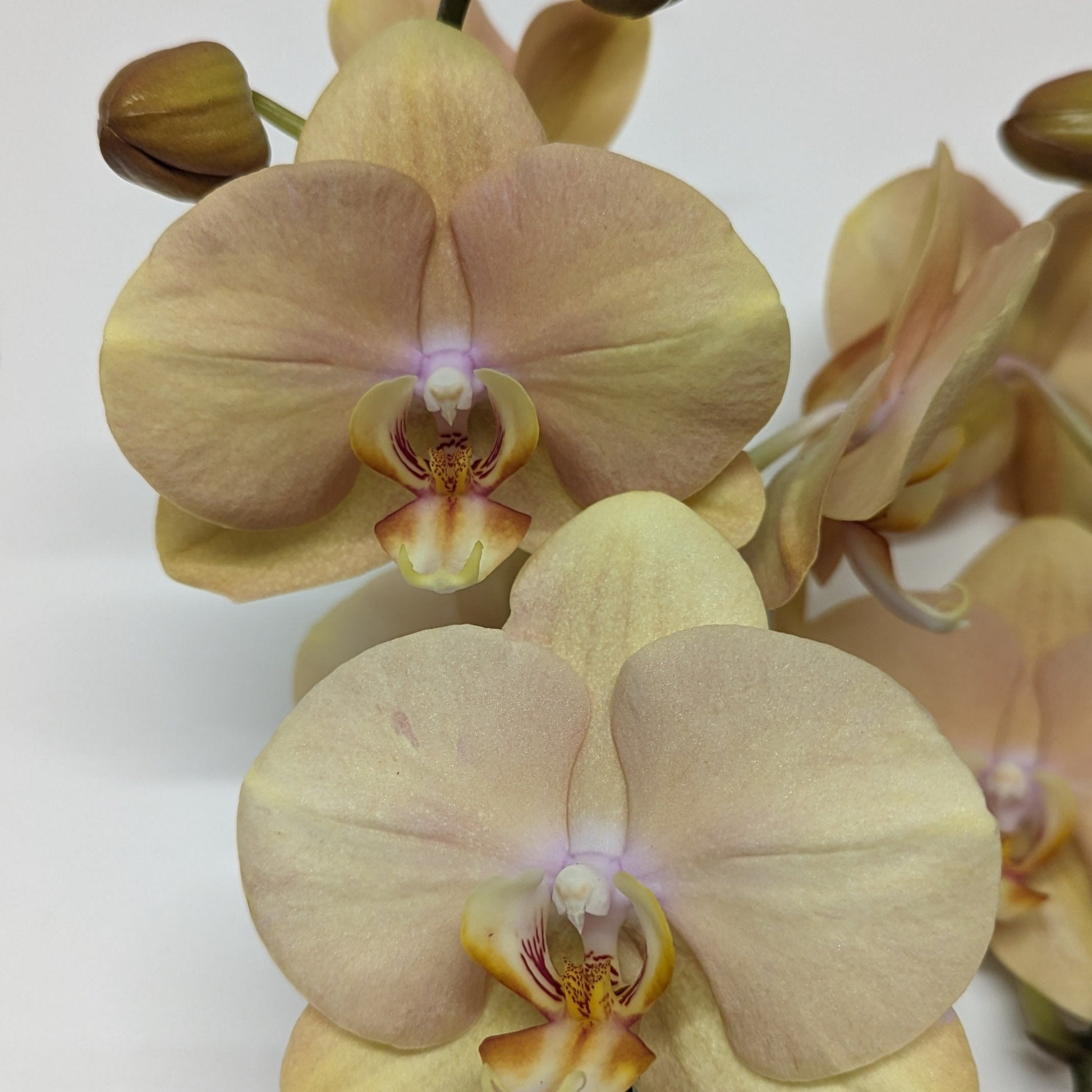 Phalaenopsis Orchid | Peach
