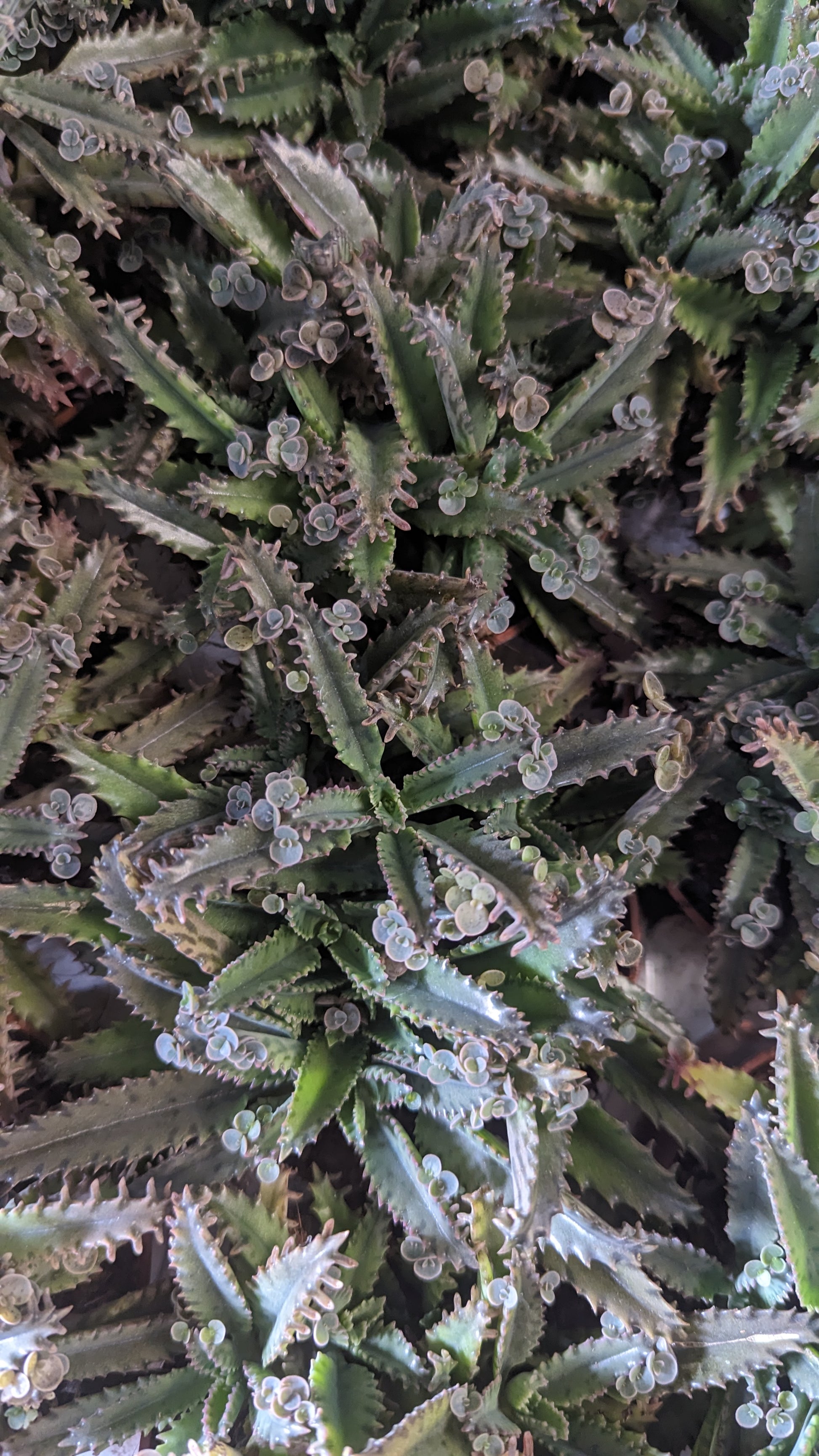 Mother Of Thousands