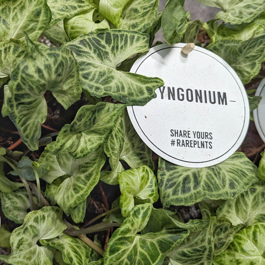 Arrowhead Vine | Splash | Rare Plant