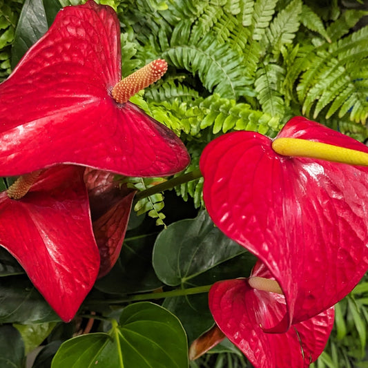 Flamingo Flower | Red Bull | Air Purifying Plants