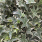 English Ivy | Mona Lisa