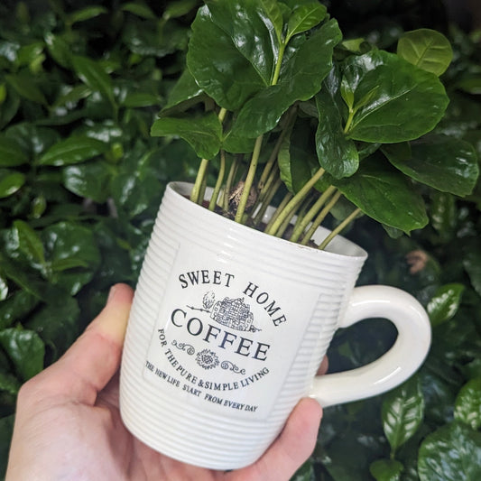 Coffee Cup | Arabica | Potted Houseplants