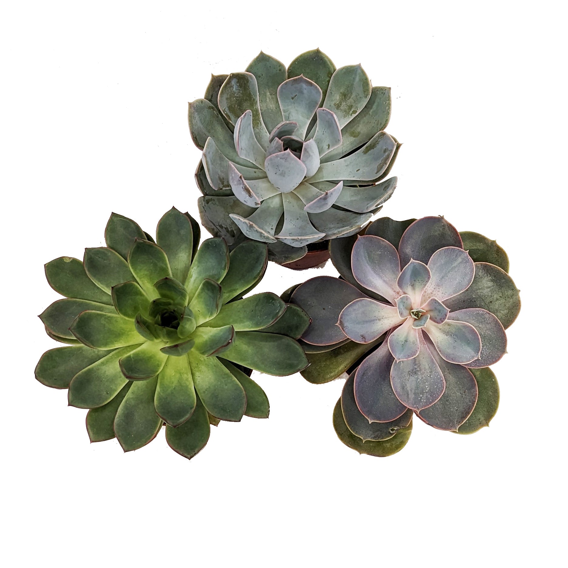 Echeveria | Mystery Box