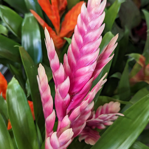 Vriesea Flaming Sword | Salmon Cream