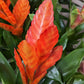 Vriesea Flaming Sword | Orange