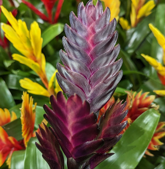 Vriesea Flaming Sword | Plum | Shade Loving Plants