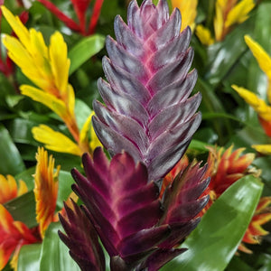Vriesea Flaming Sword | Plum - Indoor Plant