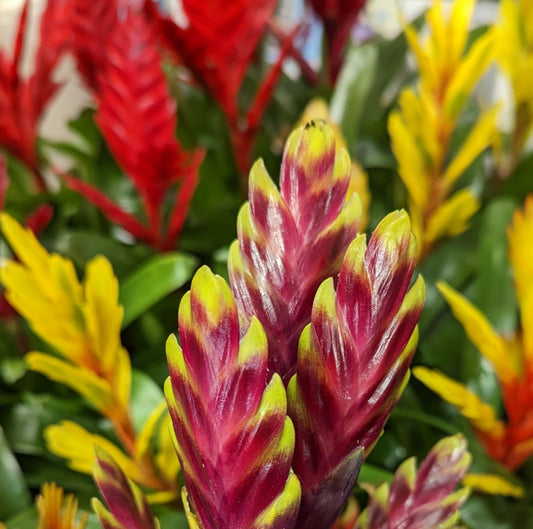 Vriesea Flaming Sword | Plum Yellow | Shade Loving Plants