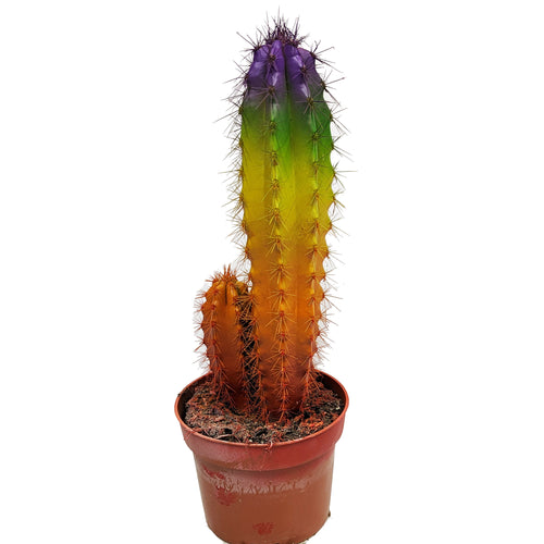 Blue Column Cactus | Rainbow