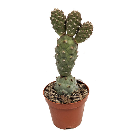 Pine Cone Cactus