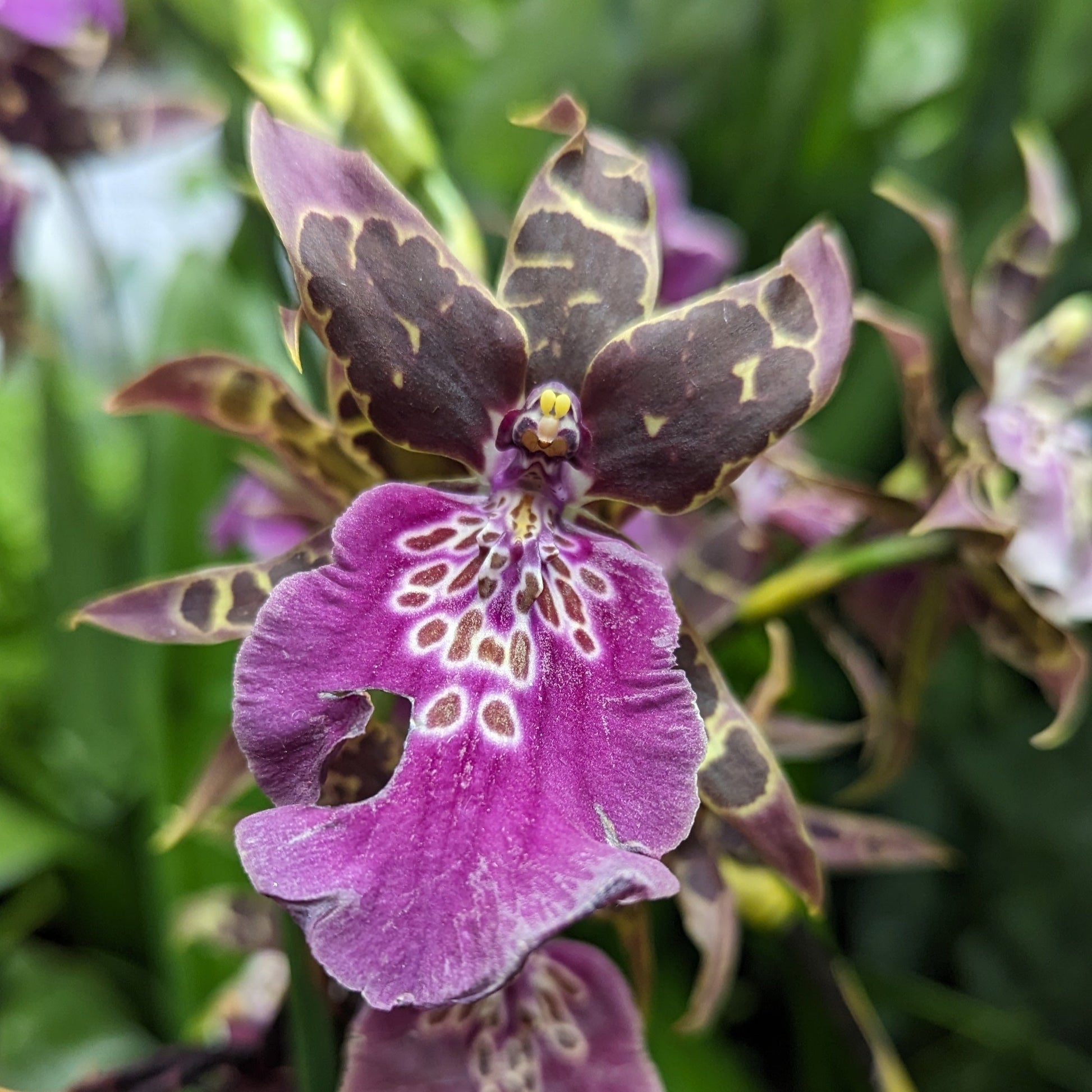 Spider Orchid | Summer Dream | Smashing