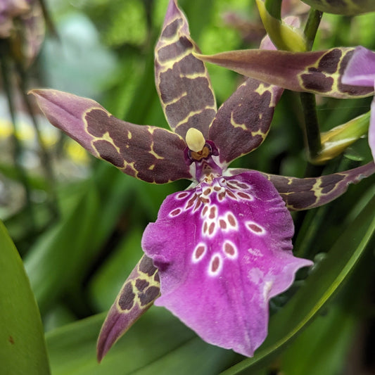 Spider Orchid | Summer Dream | Smashing