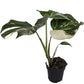 Variegated Swiss Cheese Plant | Albo | Rare Plant
