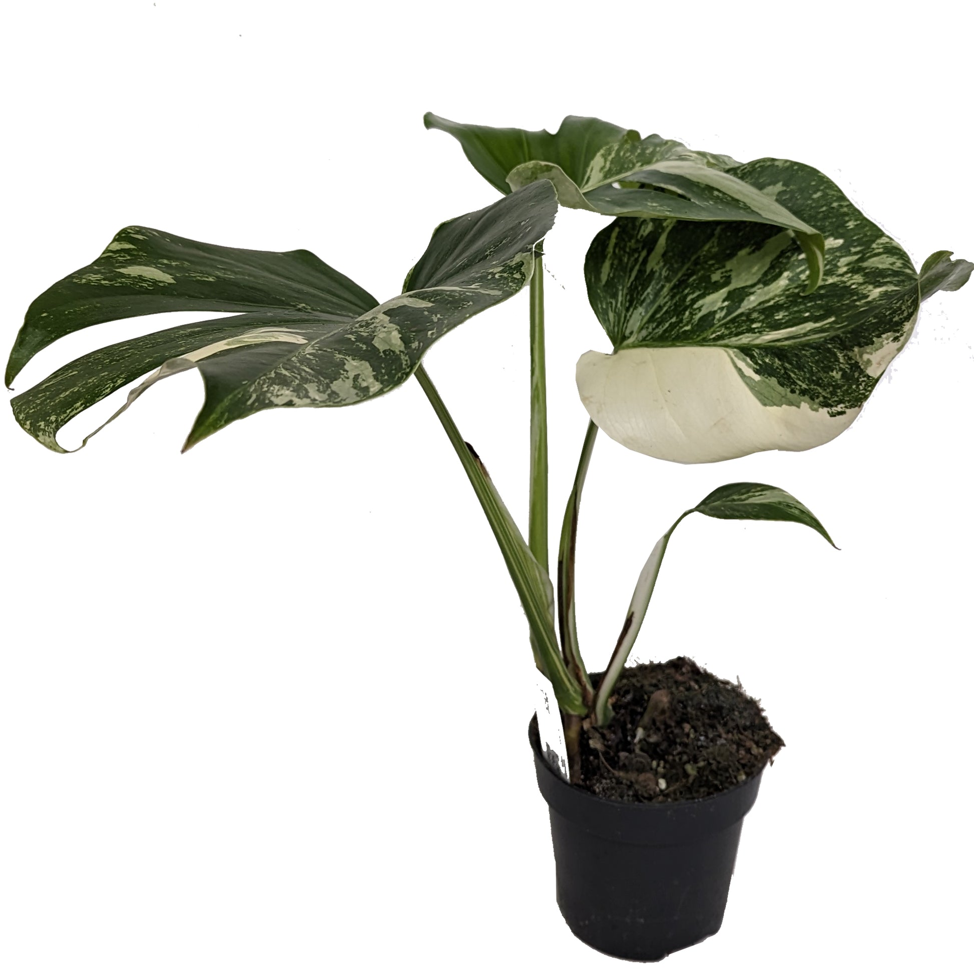 Variegated Swiss Cheese Plant | Albo | Rare Plant