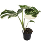 Variegated Swiss Cheese Plant | Albo | Rare Plant
