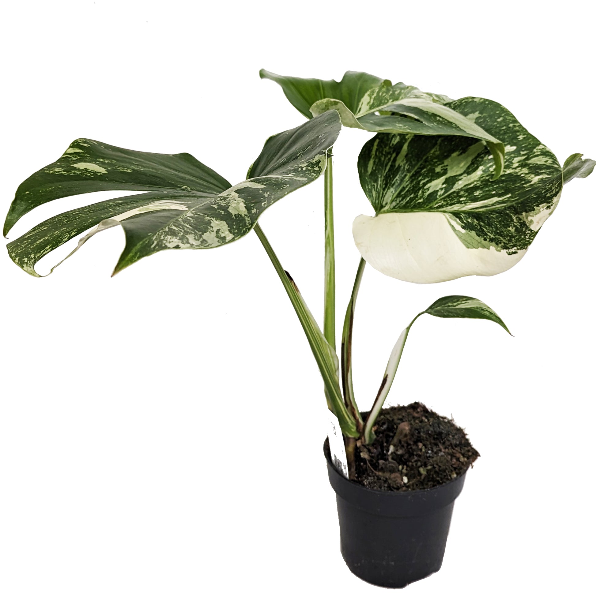 Variegated Swiss Cheese Plant | Albo | Rare Plant