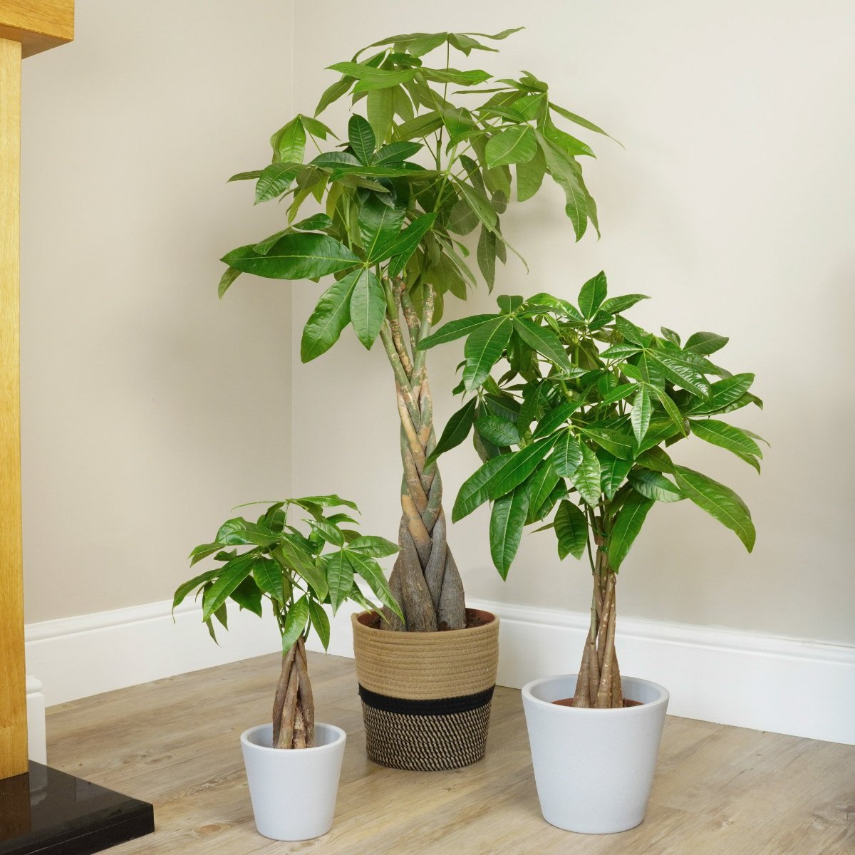 Pachira Aquatica Tree Money Tree How To Grow Trunk Thickening Pachira Aquatica Tree Money Tree How To Grow Trunk Thickening