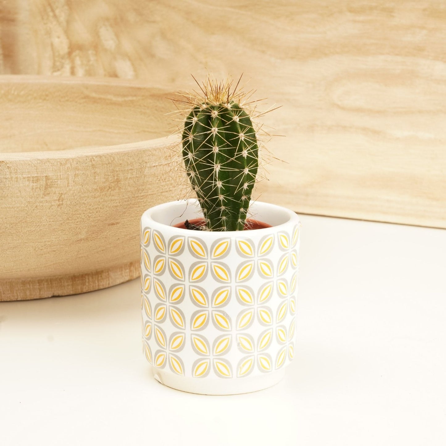 Mexican Cactus