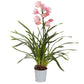 Cymbidium Orchid | Paddy Pink
