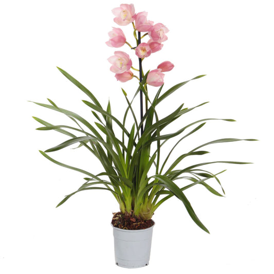 Cymbidium Orchid | Paddy Pink | Perfect Plants for Under £50