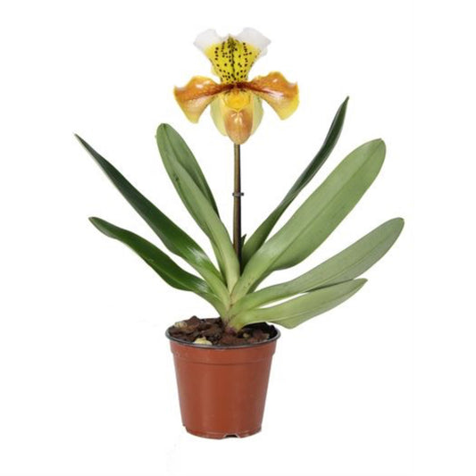 Venus Slipper Orchid | USA Hybrid | Potted Houseplants