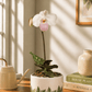 Venus Slipper Orchid | Delenatii