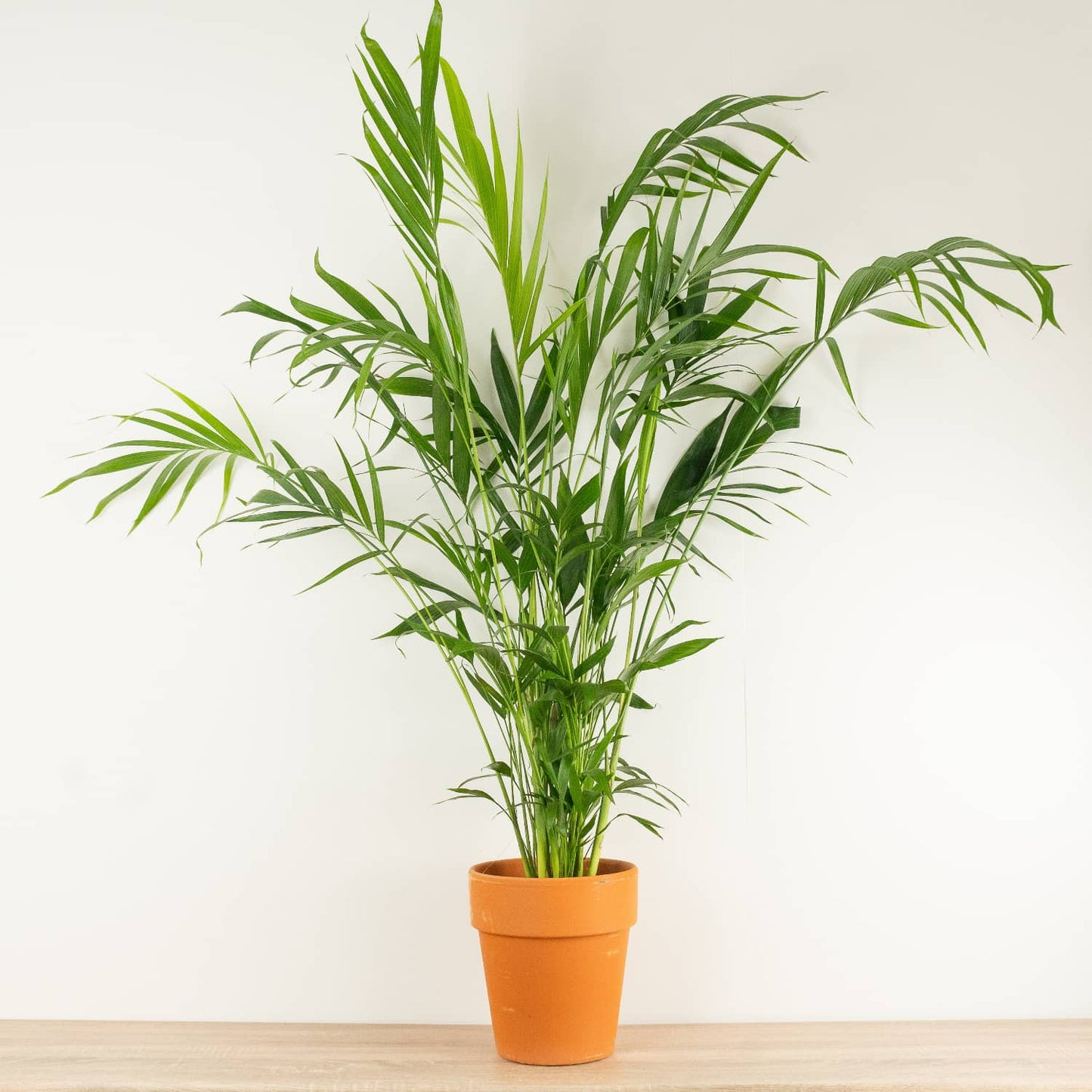 good luck palm plant Parlour Palm