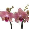 Phalaenopsis Orchid | Patchwork Peach