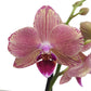 Phalaenopsis Orchid | Patchwork Peach