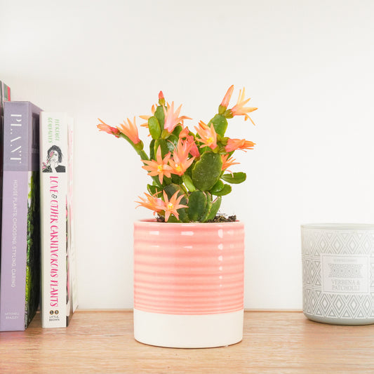 Easter Cactus | Peach | 