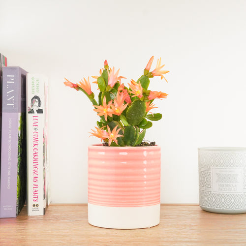 Easter Cactus | Peach