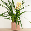 A stunning 'Peace Melba' Cymbidium - also known as the Boat Orchid. A wonderfully elegant variety that is ideal for gifting due to its beginner-friendly nature and captivating style. Shown in a decorative ceramic pot sold separately.