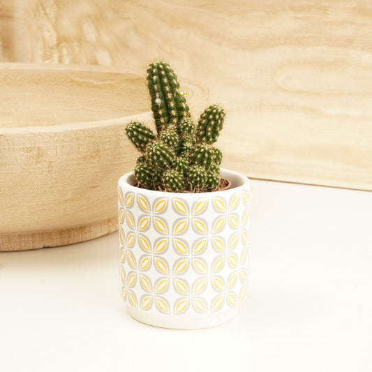 Peanut Cactus | Products