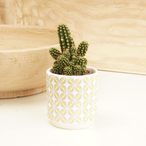Peanut Cactus - Indoor Plant