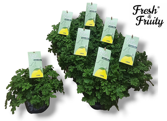 Pelargonium | Fresh & Fruity | Lemon Fresh | Garden & Outdoor Plants