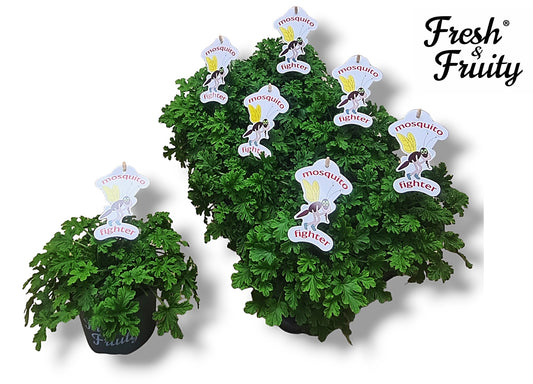 Pelargonium | Fresh & Fruity | Mosquito Fighter | Exotic & Tropical Plants