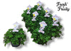 Pelargonium | Fresh & Fruity | Mosquito Fighter