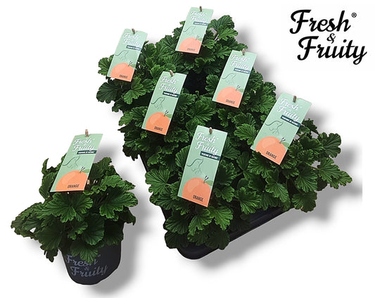 Pelargonium | Fresh & Fruity | Orange Fresh | Flowering Plants