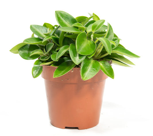 Radiator Plant | Pixie | 