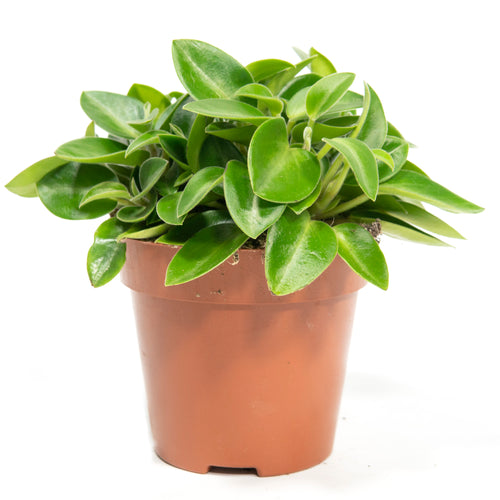 Radiator Plant | Pixie